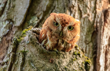 eastern screech owl,red phase