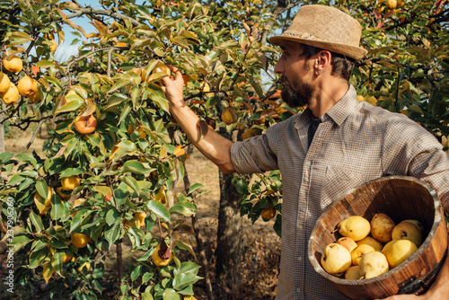 Cuadros en Lienzo Man picking organic yellow pears