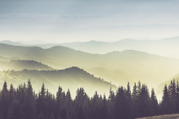 Wall Mural - Majestic landscape of summer mountains. A view of the misty slopes of the mountains in the distance. Morning misty coniferous forest hills in fog and rays of sunlight.Travel background. 