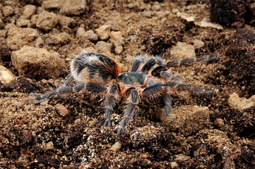 Canvas Print - Chilenische Vogelspinne (Euathlus sp.smaragd) - tarantula from Chile