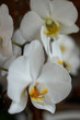 Orchideen 3