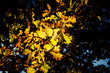 oaktree leaves on the sun 