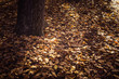 autumn leaves on the floor oaktrees