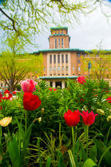 Tulips in Tokyo, Japan. Tokyo is one of the important cities in Japan for cultures and business markets.