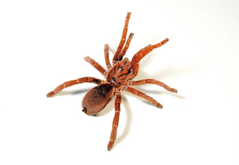 Wall Mural - rote, afrikanische Vogelspinnenart (Pelinobius muticus) - King baboon spider