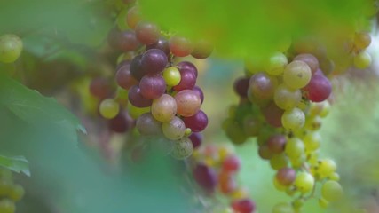 Wall Mural - Vineyard with ripe grapes in countryside, Grapes hang on the vine