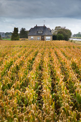 Wall Mural - rows of corn field and house in France