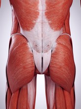 Illustration Of The Bottom Muscles