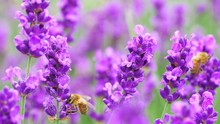 Bees On Bright Lavender Flowers At The Field.