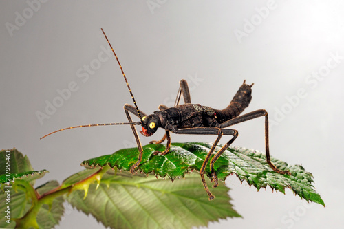 Cuadros en Lienzo Samtschrecke (Peruphasma schultei) - Black Beauty