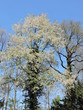 Blooming tree in spring in a german city park. Taken in Karlsruhe.