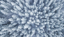 Aerial View At The Winter Forest. Pine Trees As A Background. Winter Landscape From Air. Natural Forest Background. Forest Background From Drone