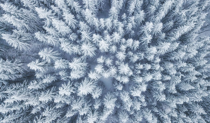 Aerial view at the winter forest. Pine trees as a background. Winter landscape from air. Natural forest background. Forest background from drone