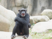 Chimpanzee Posing With Crossed Arms And Mouth Open Widely.
