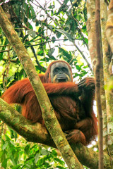 Wall Mural - Female Sumatran orangutan sitting in a tree in Gunung Leuser National Park, Sumatra, Indonesia