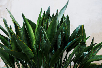 tropic green plant in the garden