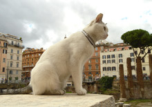 Cute White Cat Sitting On The Square Largo Di Torre Argentina. In The Ancient Roman Ruins On The Site Of The Murder Of Gaius Julius Caesar Lives A Lot Of Homeless Cats.