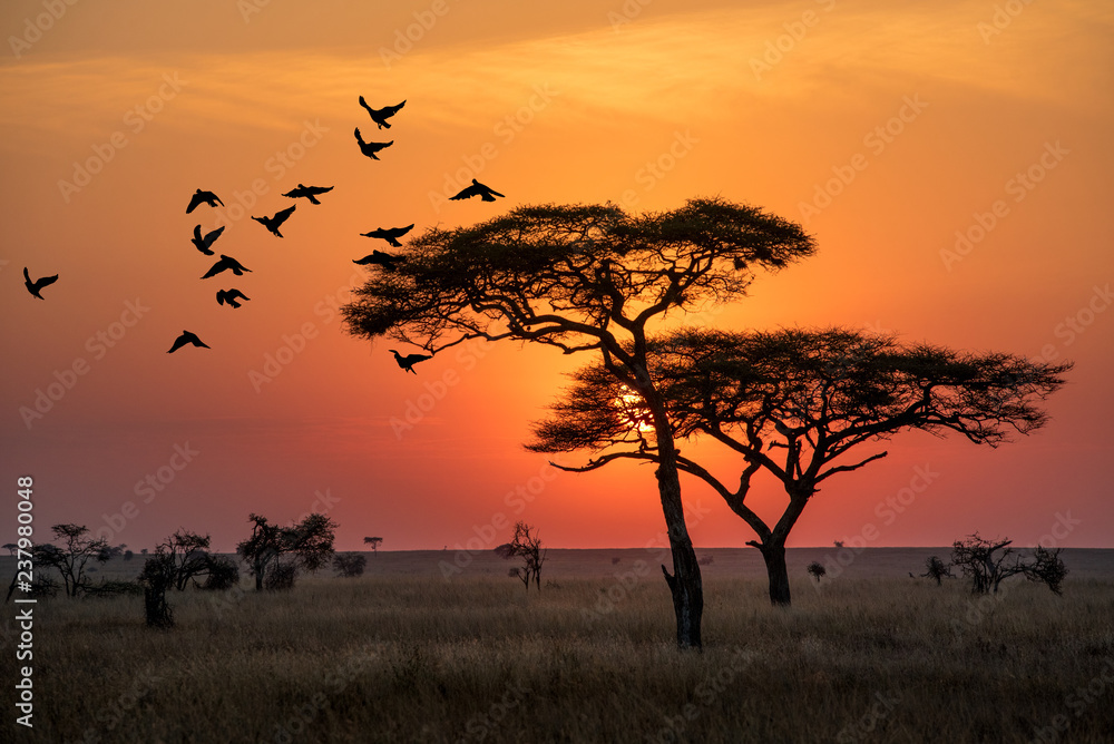 Amazing sunrise in Serengeti natural park of Tanzania filling good in the morning - obrazy, fototapety, plakaty 