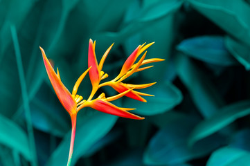Wall Mural - tropical leaves colorful flower on dark tropical foliage nature background dark green foliage nature