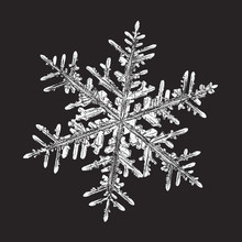 White Snowflake Isolated On Black Background. Vector Illustration Based On Macro Photo Of Real Snow Crystal: Large Stellar Dendrite With Hexagonal Symmetry, Complex Ornate Shape And Six Elegant Arms.