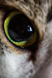 Fototapeta Konie - Cat Eye Closeup