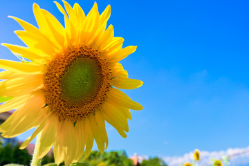 sunflower with blue sky