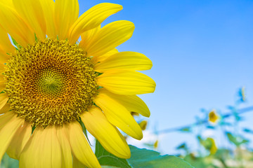 Wall Mural - sunflower with blue sky
