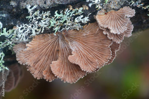 Foto Split gill, Schizophyllum commune, studied for its immunomodulatory, antifungal,