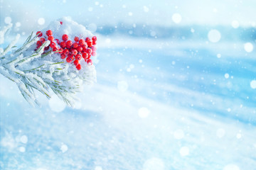 Wall Mural - Winter bright background. Clusters of bright frozen rowan on pine branches.