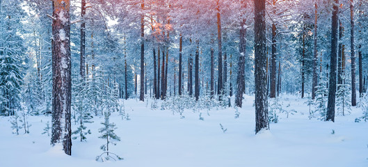 Wall Mural - Winter landscape. Snow covered coniferous forest in winter calm evening