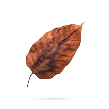 Dry Leaf Isolated On White Background. Decay Brown Leaves For Your Design. Clipping Paths Object.