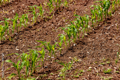 Wintergerste angepflanzt auf einem Feld – kaufen Sie dieses Foto und