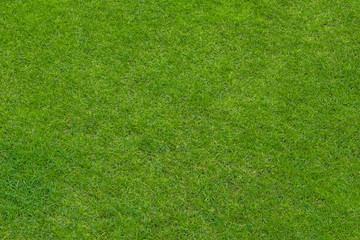 Green grass lawn, natural background