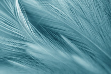 Blur Bird Chickens Feather Texture For Background, Fantasy, Abstract, Soft Color Of Art Design.