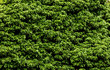 Baumkrone mit grünen Blättern - Blätterhintergrund