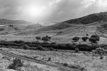 Canvas Print - Straw bales after harvest in Sicily.