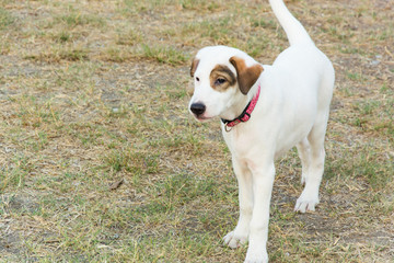 White dog  at  the park