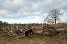 Row With Large Uprooted Tree Stumps In The Foreground Of A Natural Area