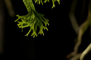 Fern in garden 