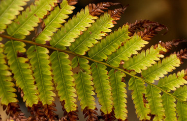 Fern in garden 