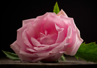 Canvas Print - Pink roses on the old wooden floor.