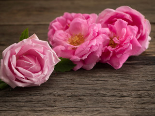 Canvas Print - Pink roses on the old wooden floor.