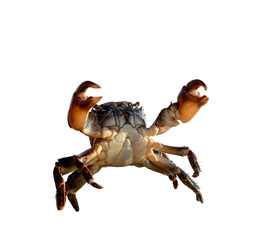 Wall Mural - crab on white background