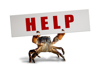 Wall Mural - crab on white background