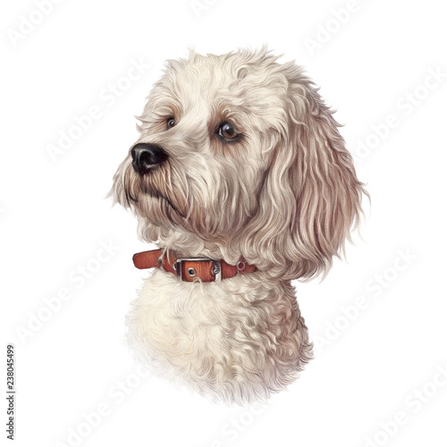 portrait-of-maltese-dog-isolated-on-a-white-background-toy-or-miniature-poodle-cute-puppy-realistic-hand-drawn-pet-illustration-animal-collection-dogs-design-template-good-for-t-shirt-pillow