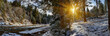 snow forest panorama