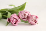 Fototapeta Tulipany - Bouquet of three Peony Flowering Tulips on table
