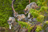 wolf in forest hunting patrol