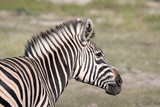 Fototapeta Konie - Close up of a young zebra standing on the grassland of the Okavango Delta in Botswana