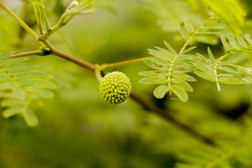 Poster - White popinac in garden